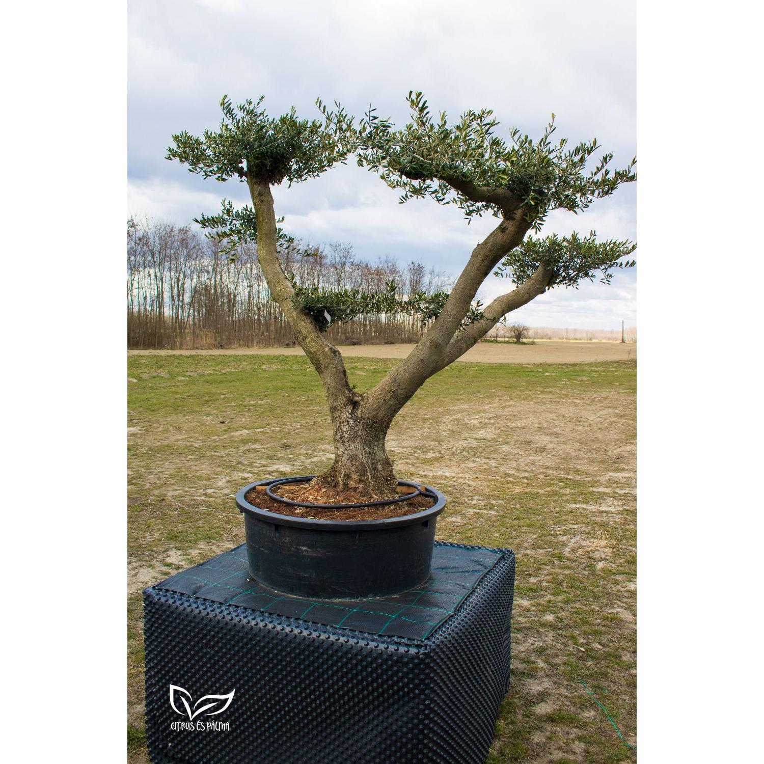 Bonsai PomPom Olajfa Citrus és Pálma Kertészet